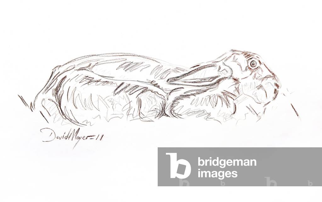 Image of Drawing depicting Brown hare reclining 2012 by David Mayer