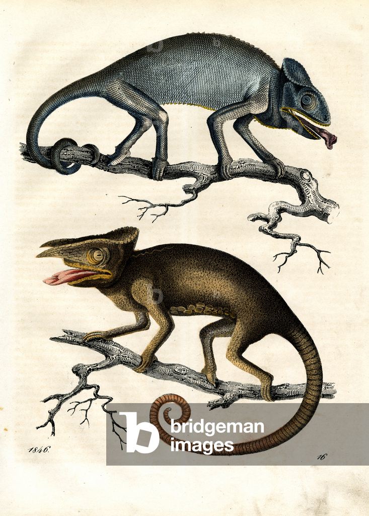 Image of Print depicting Chameleon and Basilisk (hand-coloured engraving) 1842
