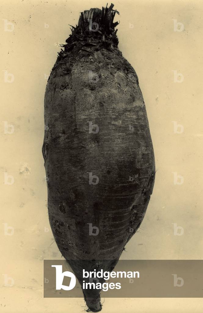 c.1895-1910 (gold-toned gelatin silver print)