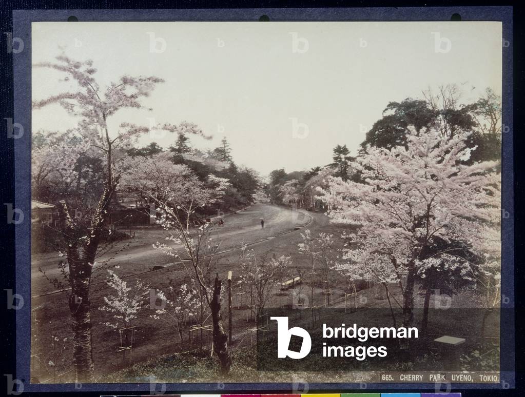 Cherry Park, Uyeno, Tokio, 1880-1900 (handkoloriertes Foto)