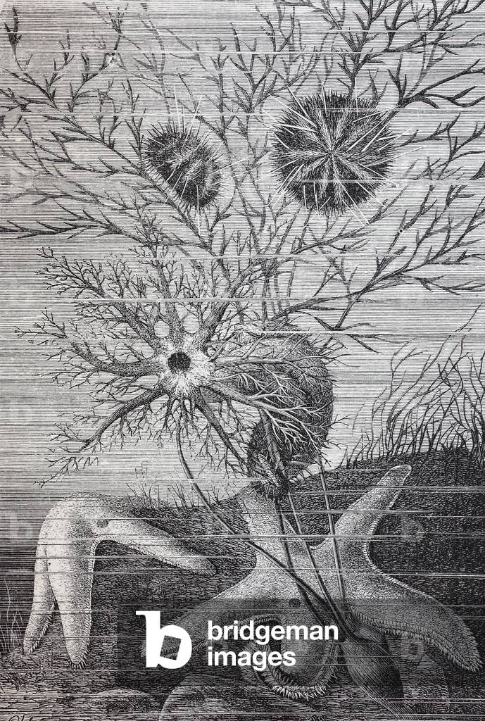 Echinoderma è il nome comune di qualsiasi membro del phylum Echinodermata degli animali marini