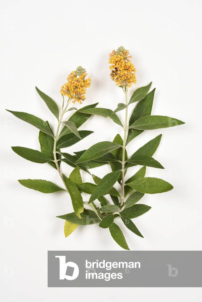 Buddleja x weyeriana Sungold'/Buddleia/Schmetterlingsstrauch