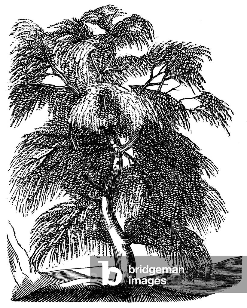 Immagine di Incisione "Betulla Bianca", b/w