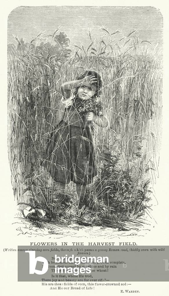 "Fiori nel campo di raccolta (incisione)" di English School, b/w