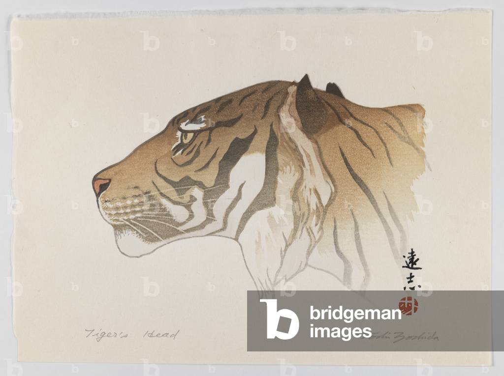 "Testa di tigre", c.1950 di Toshi Yoshida, b/w