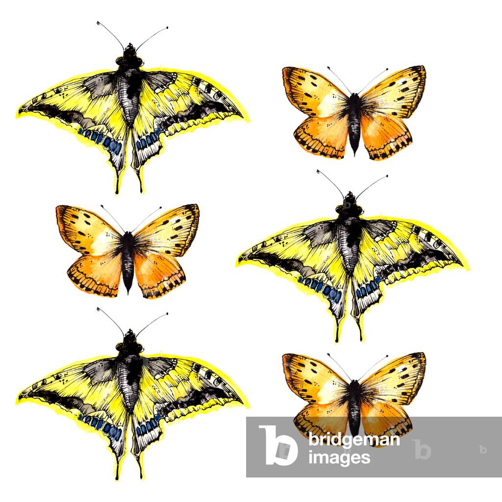 Six Butterflies, 2020 (watercolour & ink)