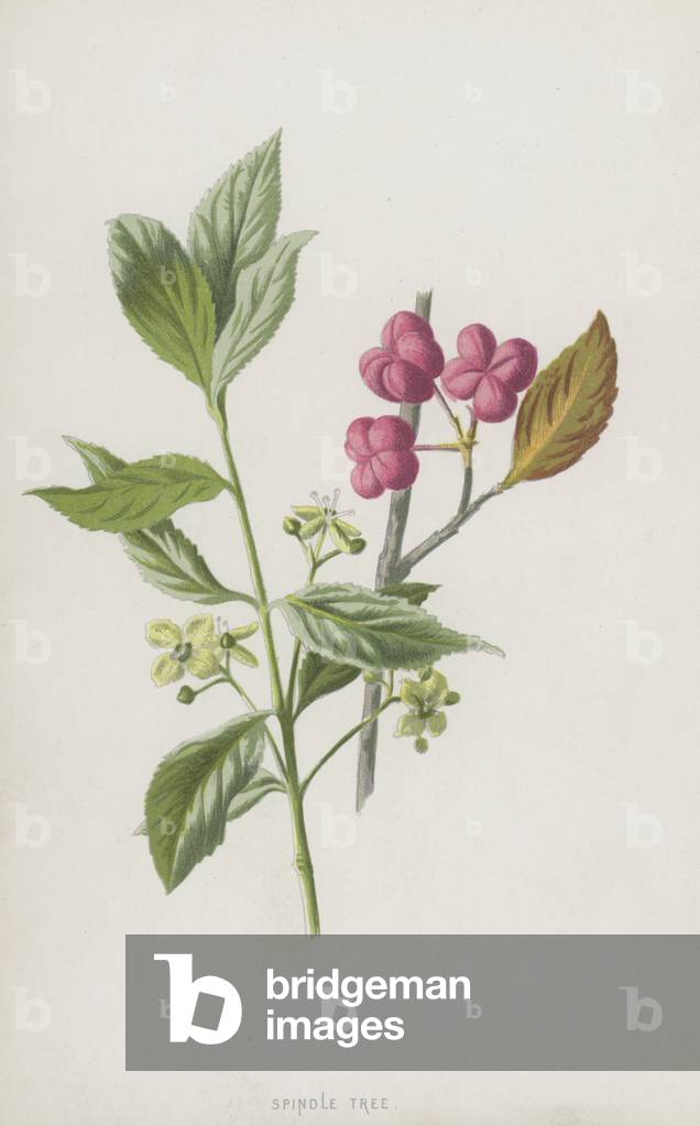 Albero del mandrino (chromolito)
