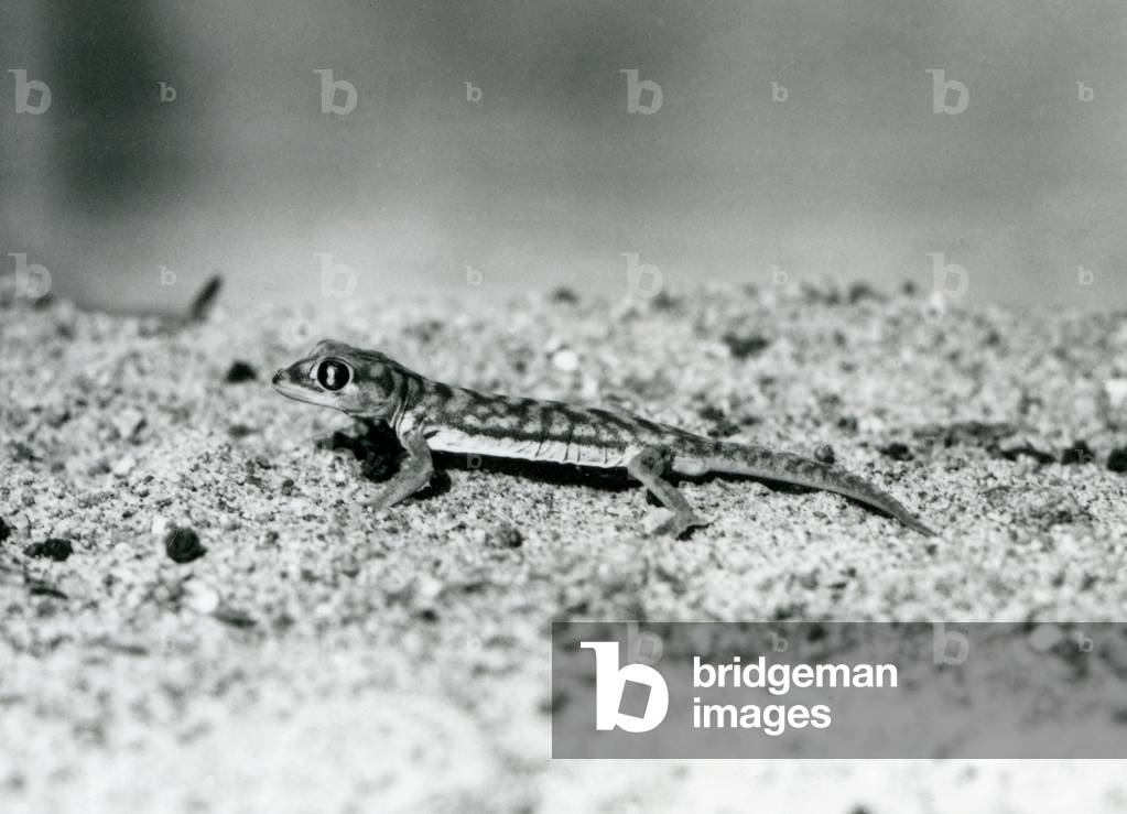 Image of Photography depicting A Namib sand gecko/Web-footed gecko standing on sand 1928 by Frederick William 