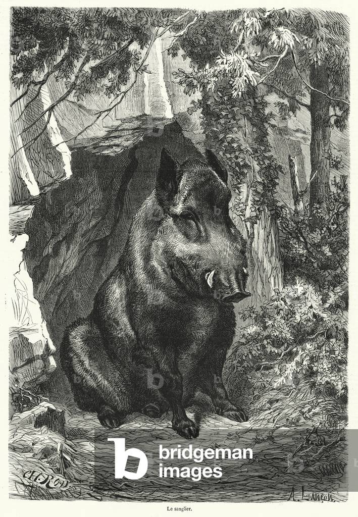 "Le Sanglier (Gravur)" 1868 von French School