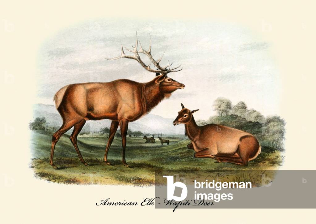 American Elk-Wapiti Deer