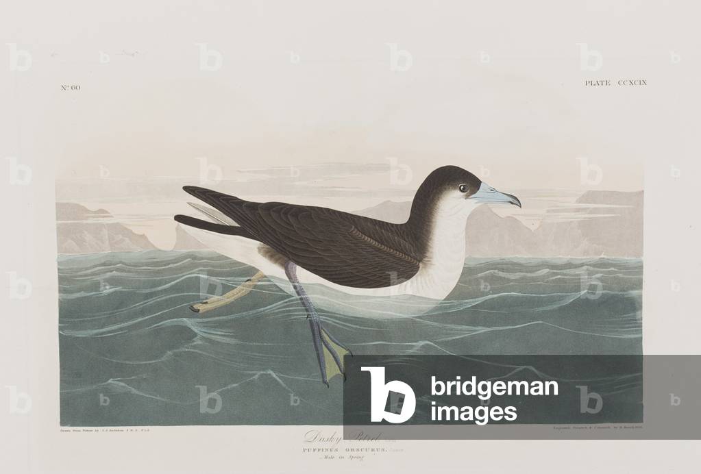 Illustration von 'Birds of America', 1827-38 (handkolorierte Gravur & Aquatinte)