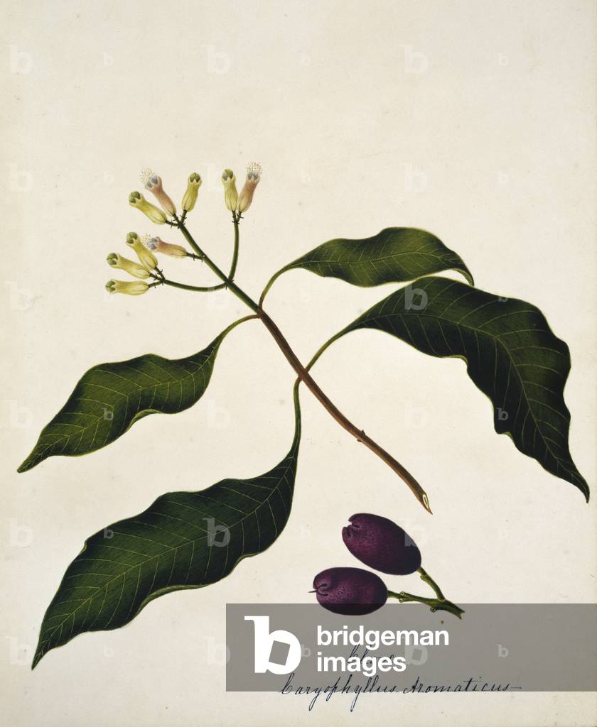 Immagine di Incisione "Caryophyllus aromaticus" 1801 di Margaret Bushby Lascelles Cockburn