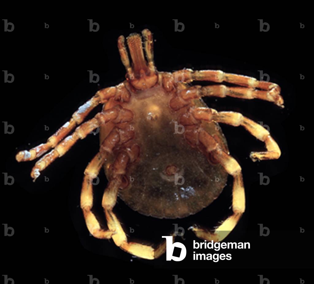 "Amblyomma hebraeum"