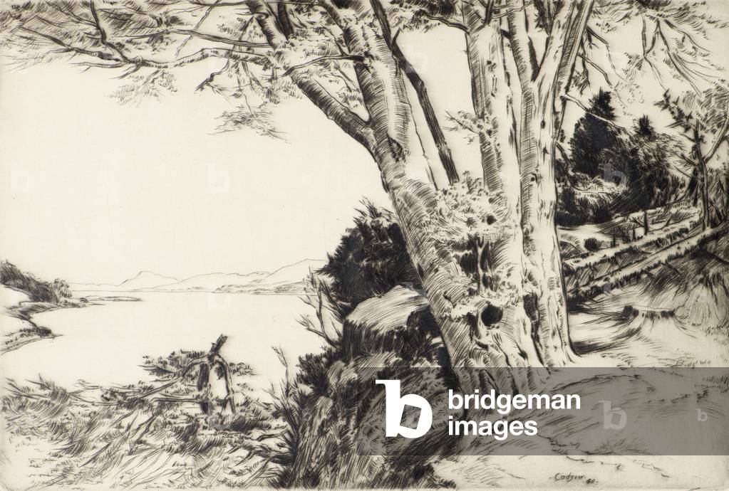 Il Faggio Albero, 1940 (incisione)