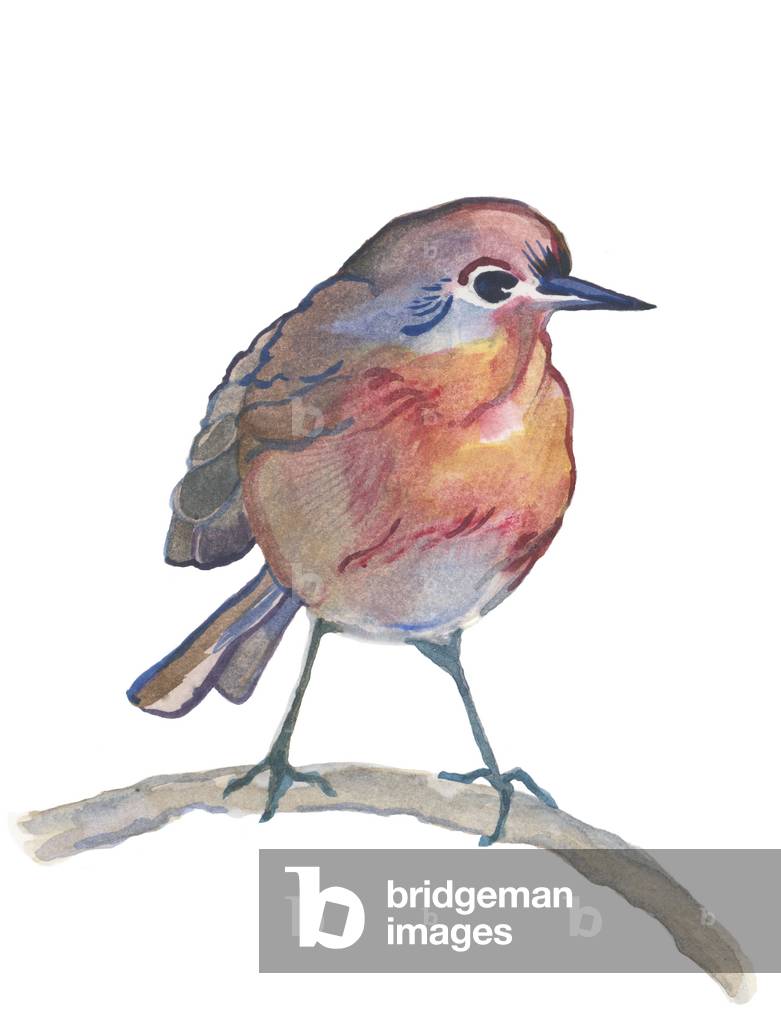 Robin, 2017 (Aquarell)