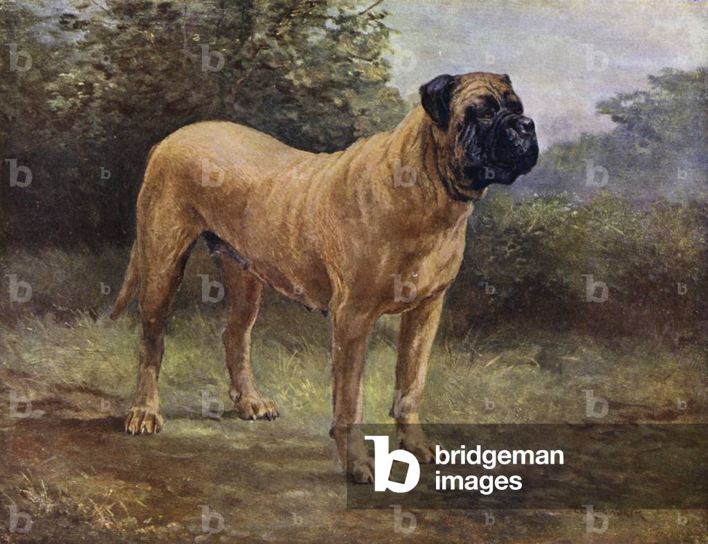 "Mastiff Bitch Champion Elgiva" di English School
