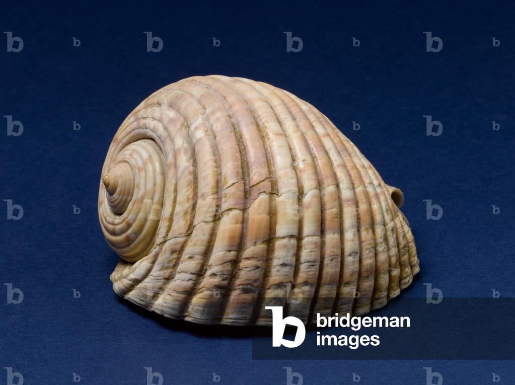 Conchiglia di tun gigante (foto)
