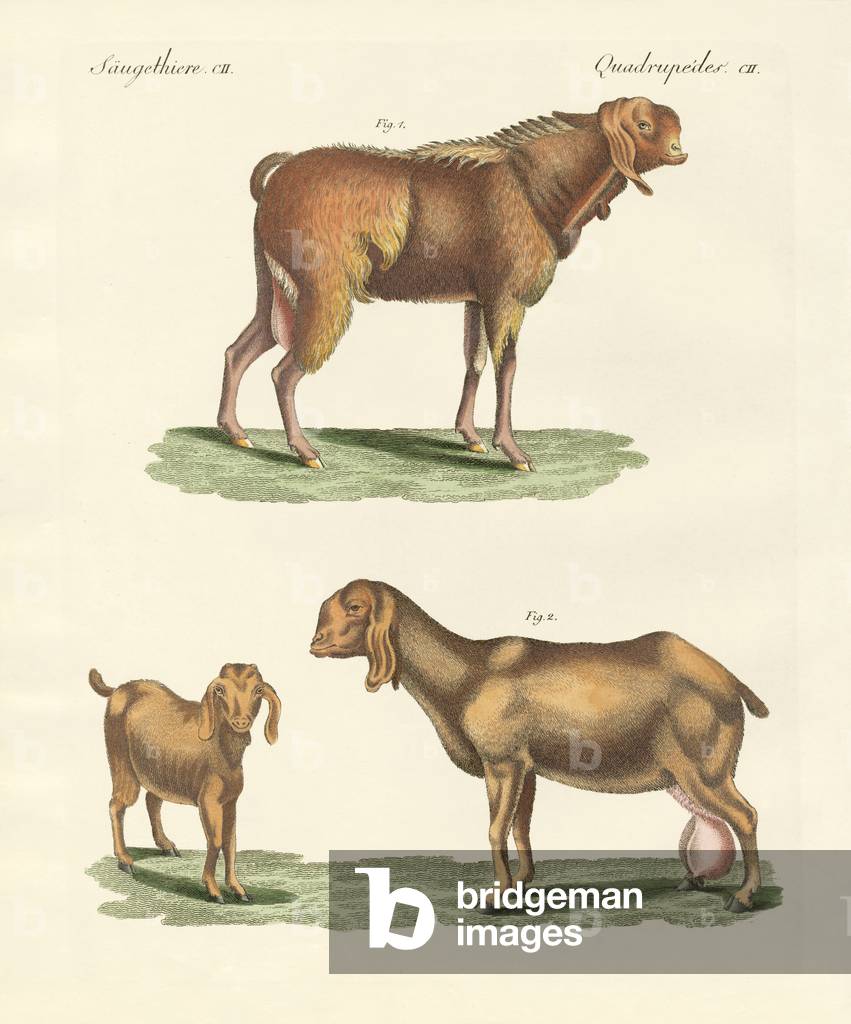 Immagine di Incisione "La capra egiziana (incisione colorata)" di German School