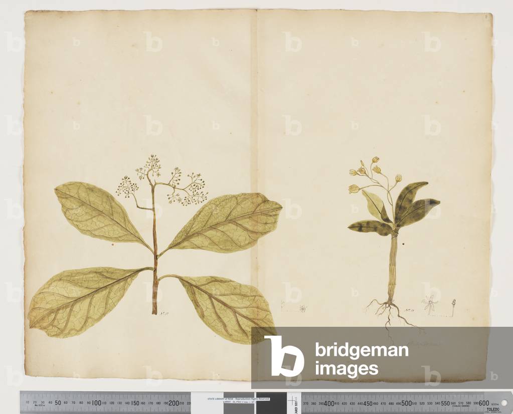 "F.8 Pennantia endlicheri; Dendrobium macropus" 1790 von John Doody