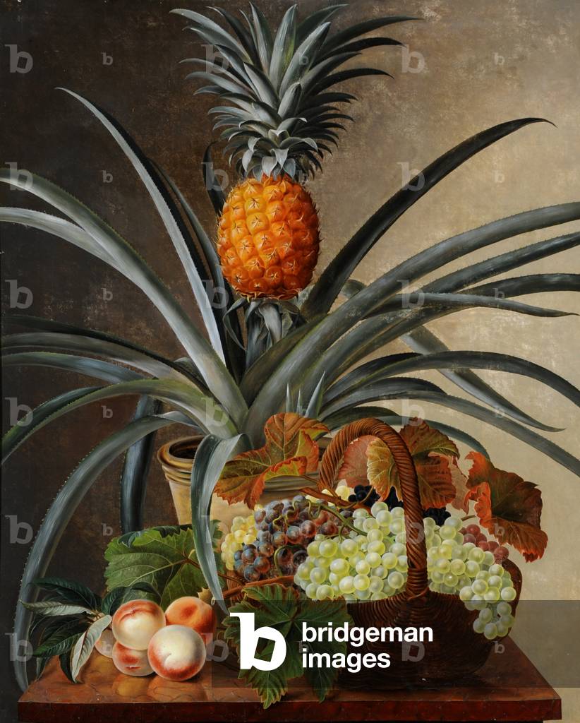 Bild von Gemälde "stillleben von einem Ananas Pflanze" von English School