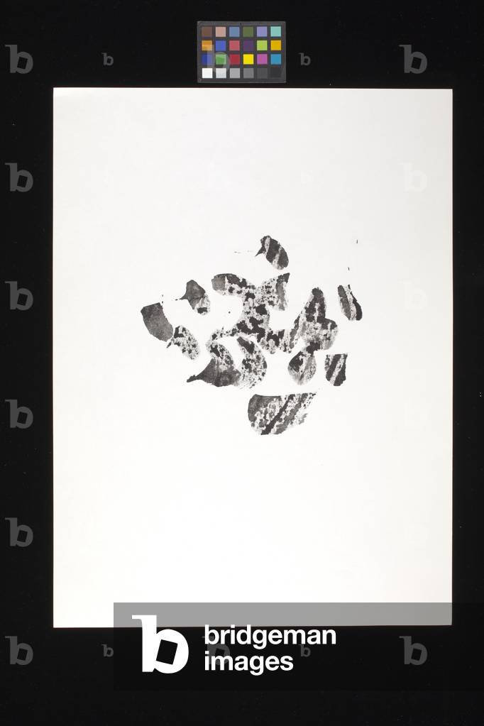 Image of Photography depicting One 1960 by Ulfert S. Wilke