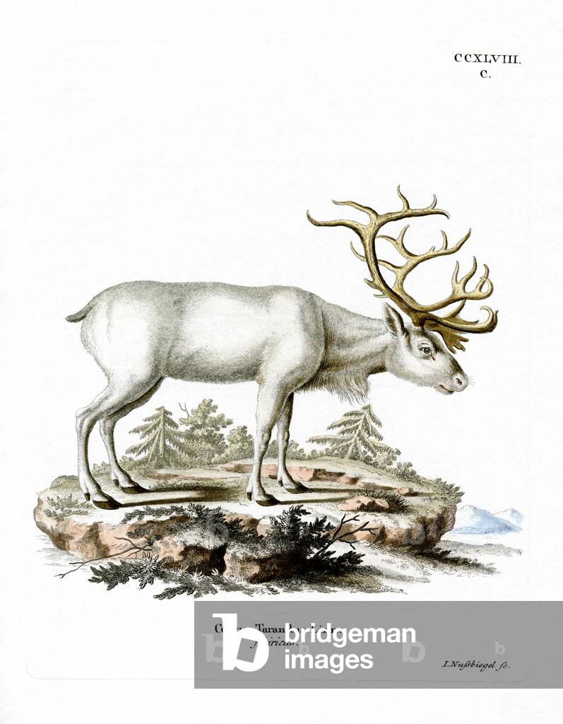Immagine di Incisione "Renna siberiana (incisione colorata)" di German School
