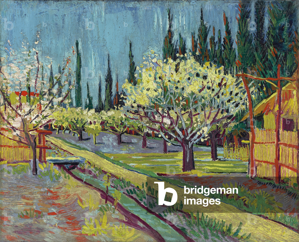 Bild von Gemälde "Orchard von Zypressen begrenzt" 1888 von Vincent van Gogh