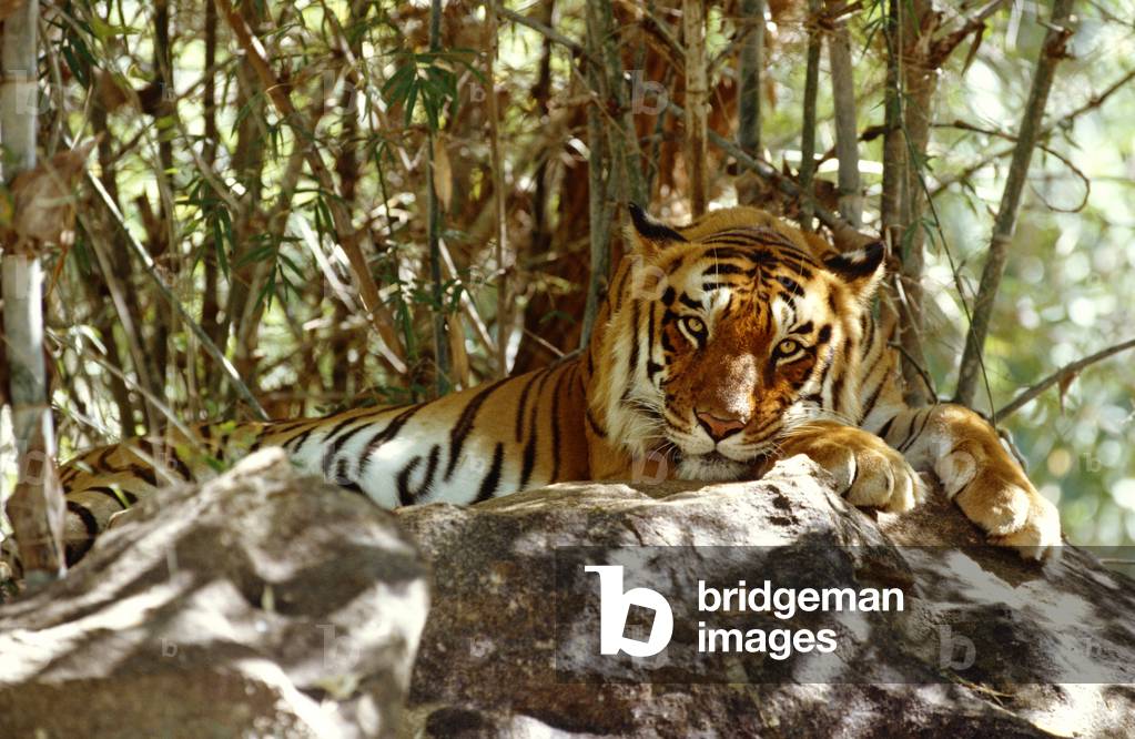 Bild von Fotografie "Bengal Tiger lying on rock"