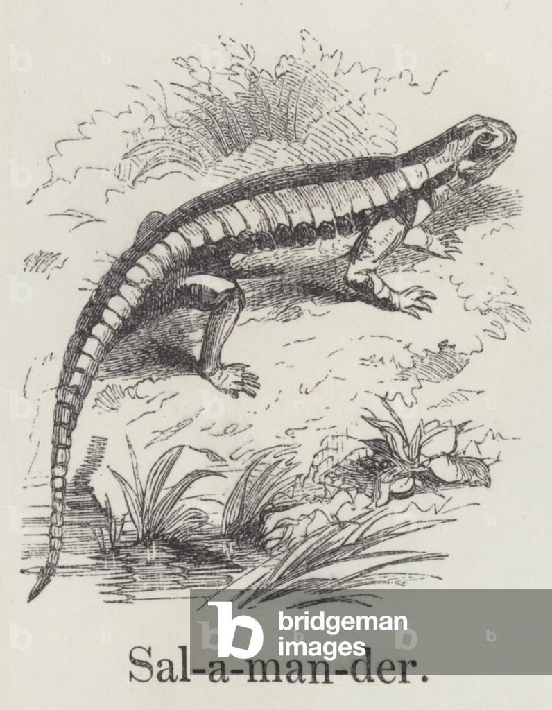 Salamander (engraving) by English Artist