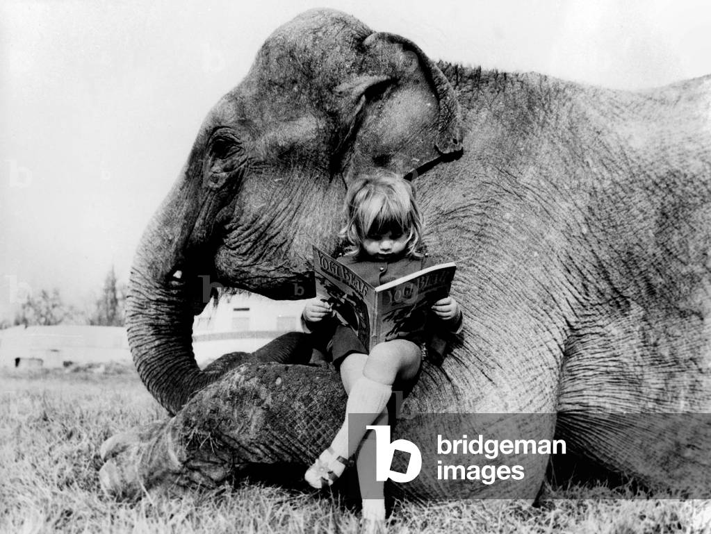 "Elefant" 1983 von Unknown photographer, b/w