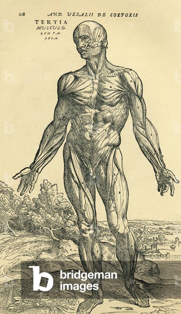 Image of Print depicting Front of male human body