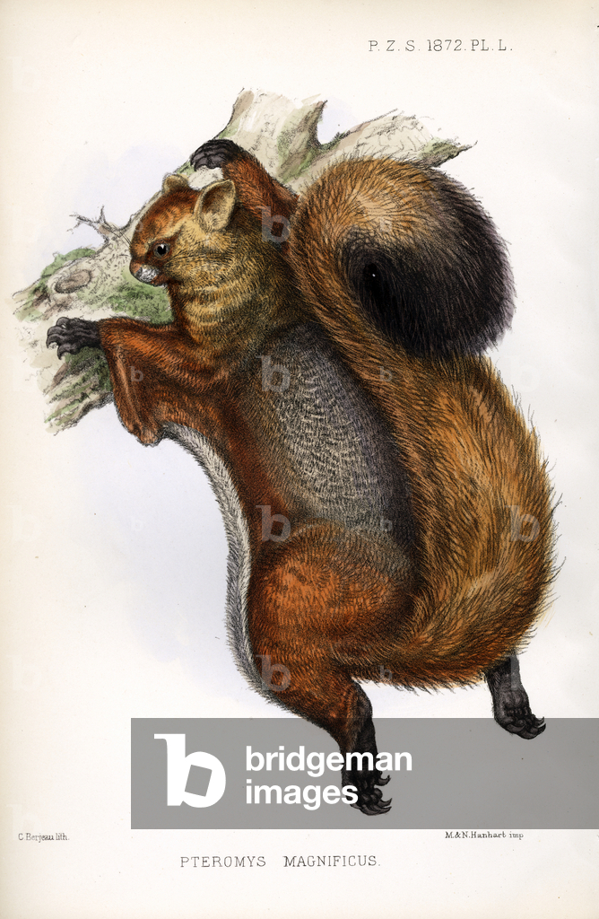 Image of Print depicting Greater Glider (print) 1833