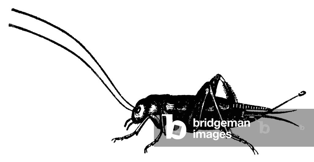 Image of Engraving depicting Cricket, b/w