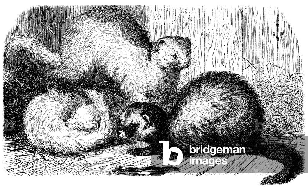 Ermine