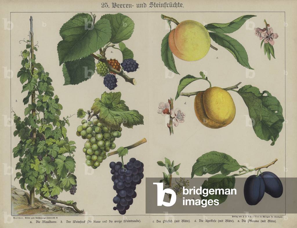"Piante (colore lito)" di German School