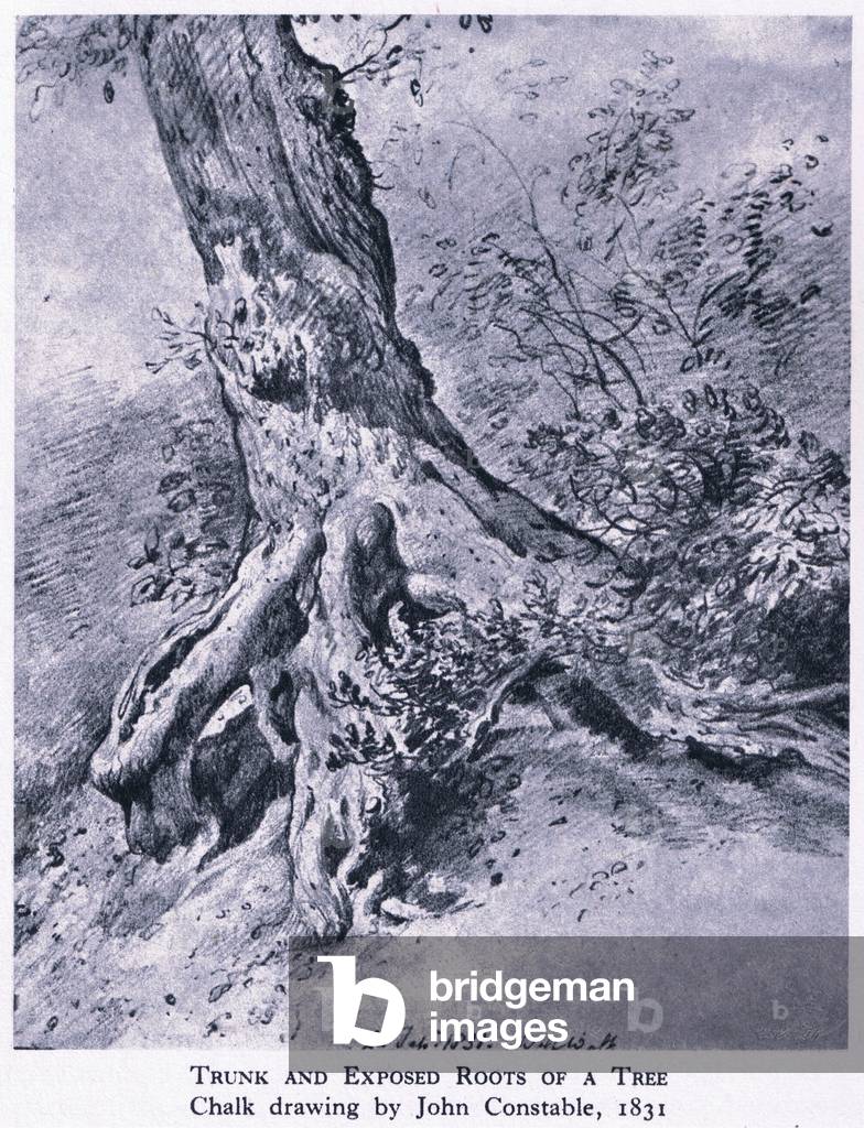 Immagine di Stampa "Trunk and exposed root on a tree" 1946 di John Constable