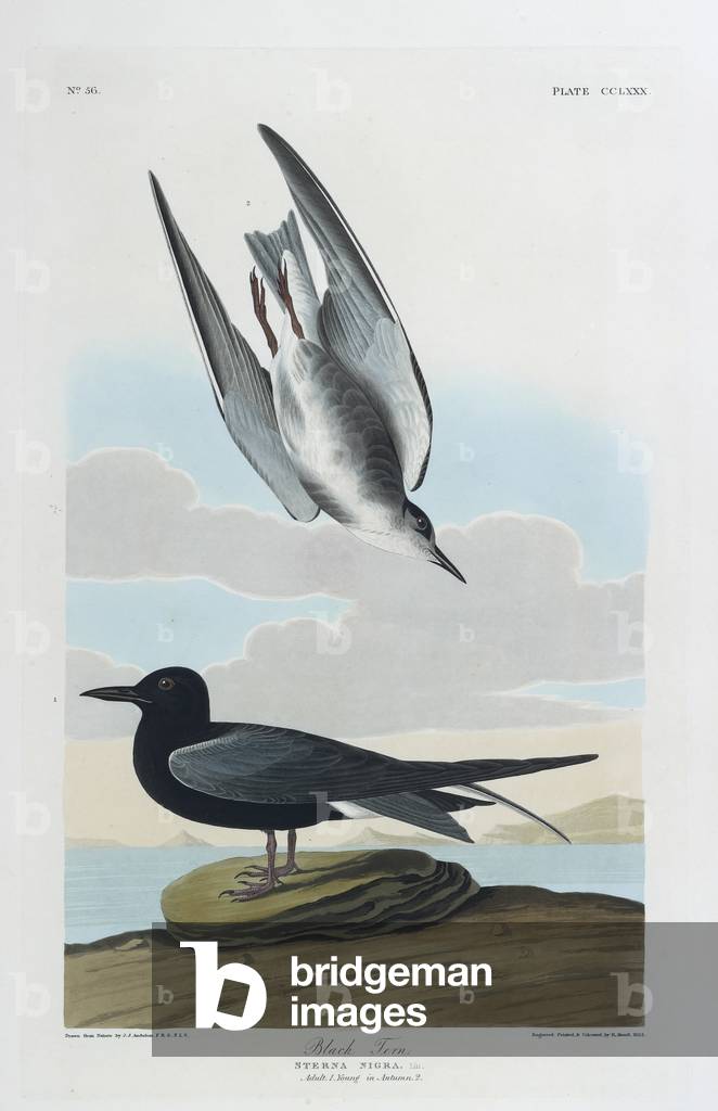 "Due piccioni. Illustrazione a colori di Audubon; Black Tern."
