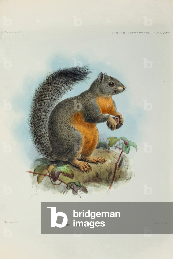 Image of Engraving depicting Phayre's squirrel 1878 by Johan Gerard Keulemans