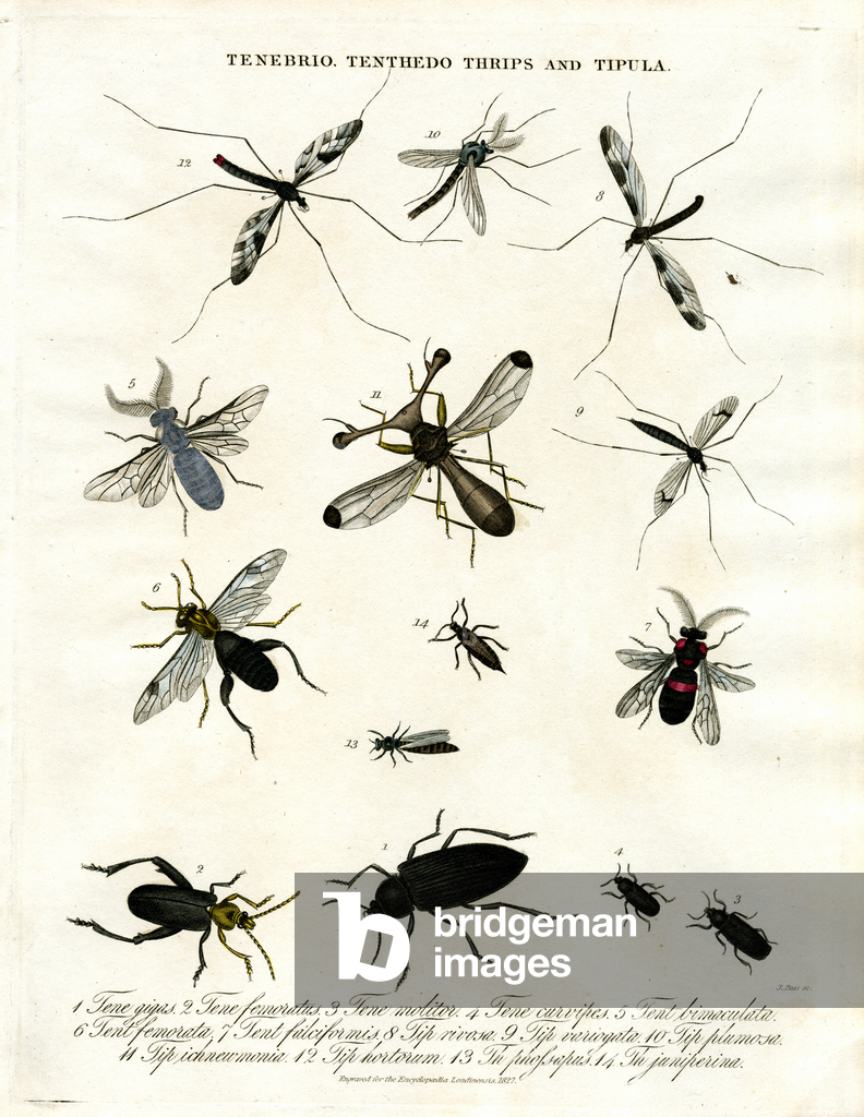 Theps Insect Image of Tenebrio;Tenthedo;Thrips and Tipula - Insect Diversity, 1810 ...
