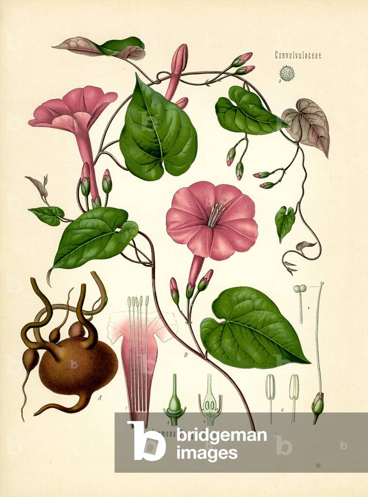 Jalap (colour litho)