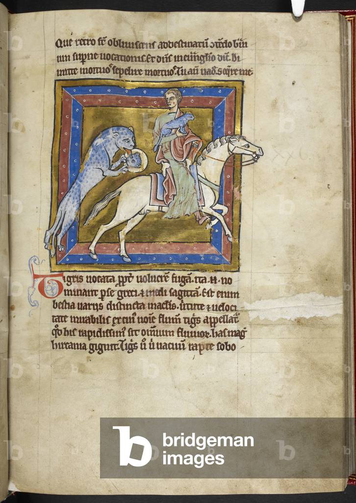 Royal MS 12 C XIX, f.28r Tiger, da 'Bestiary', c.1200-10 (inchiostro, colore & oro su pergamena)