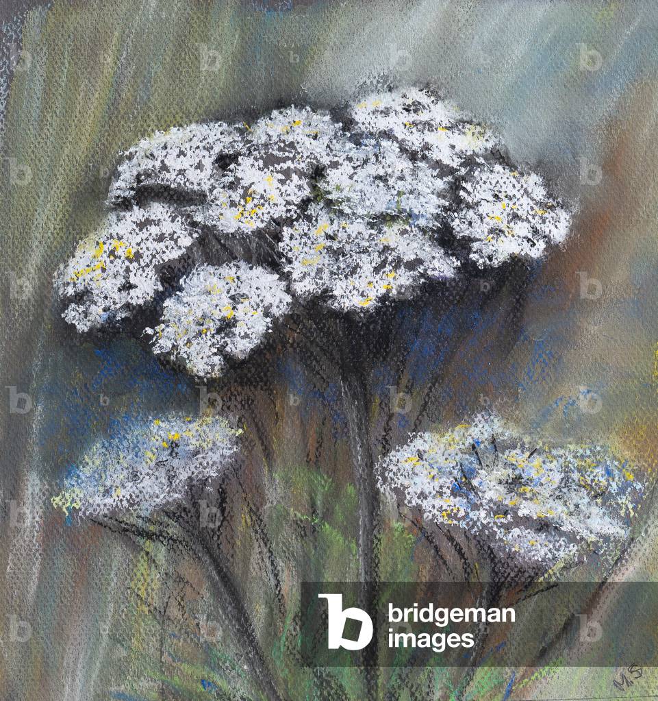 Image of Drawing depicting Cow parsley (Anthriscus Sylvestris) 2021 by Margo Starkey
