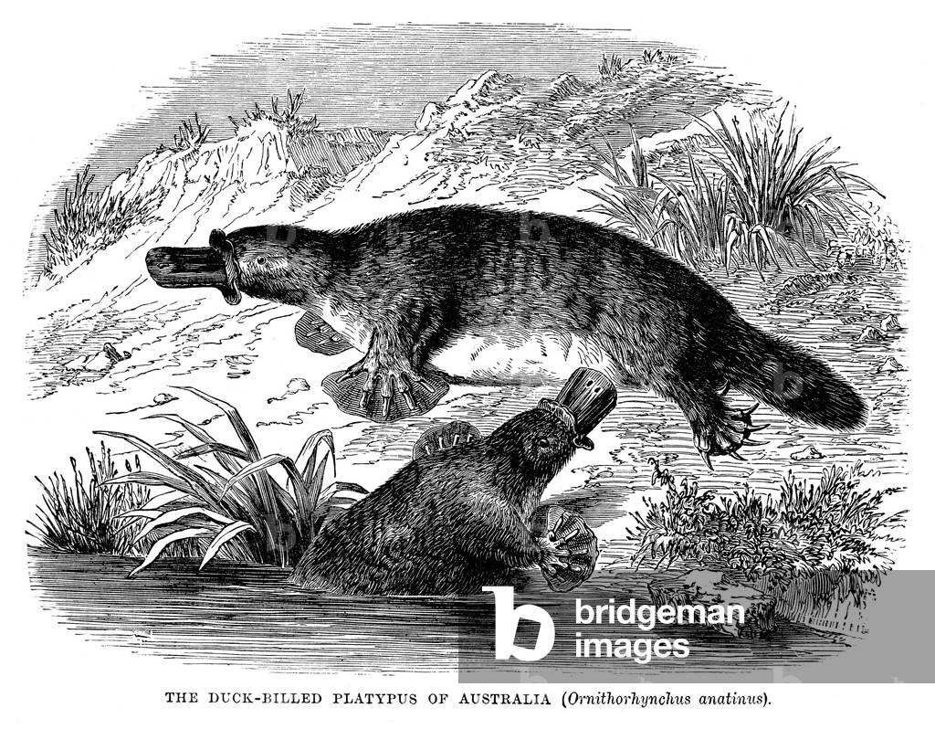 Image of DUCKBILLED PLATYPUS. (Ornithorhynchus anatinus). Line