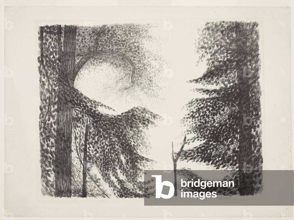 Lime Trees, Paper Hills, 1955 (circa) (print)