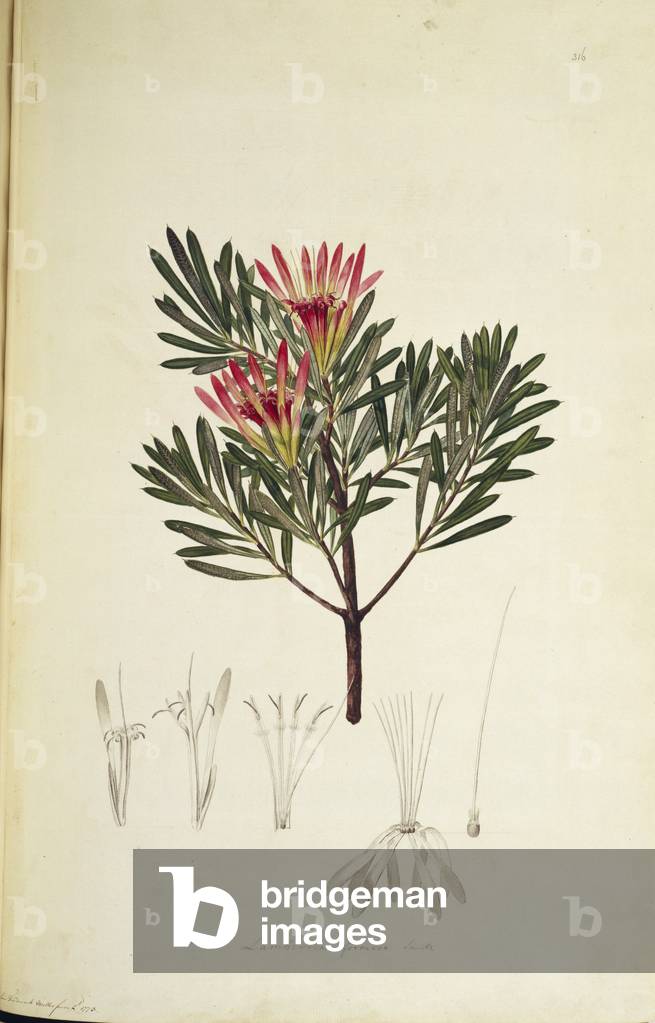 "Lambertia formosa" 1768