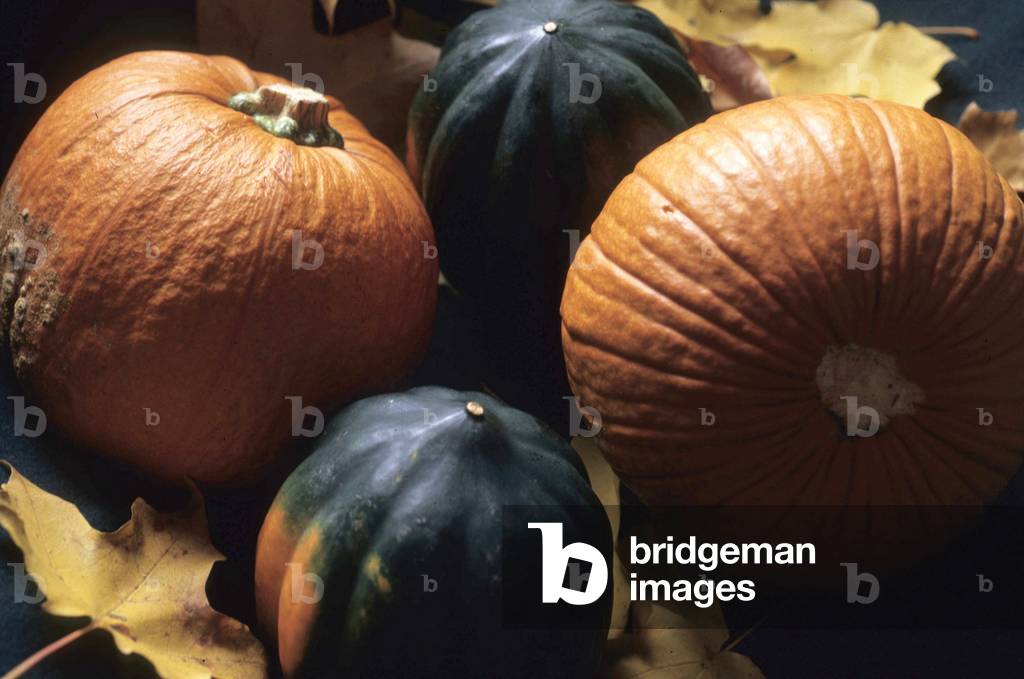 "Zucca" di André Limot