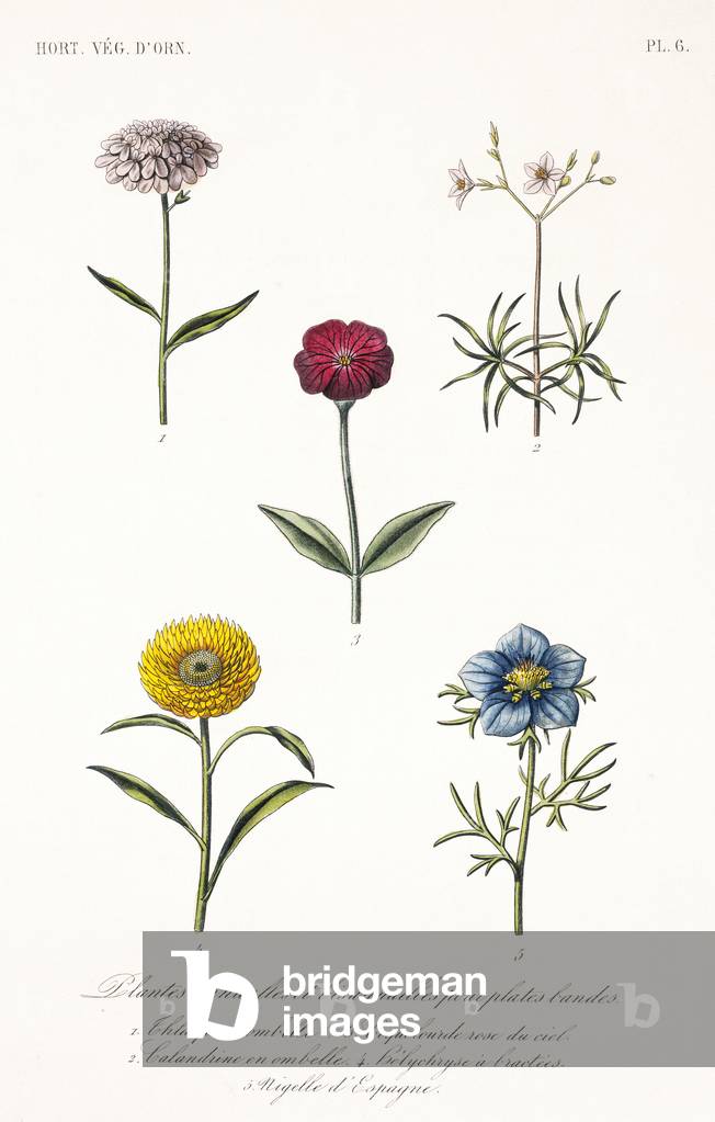 Annual and biannual plants