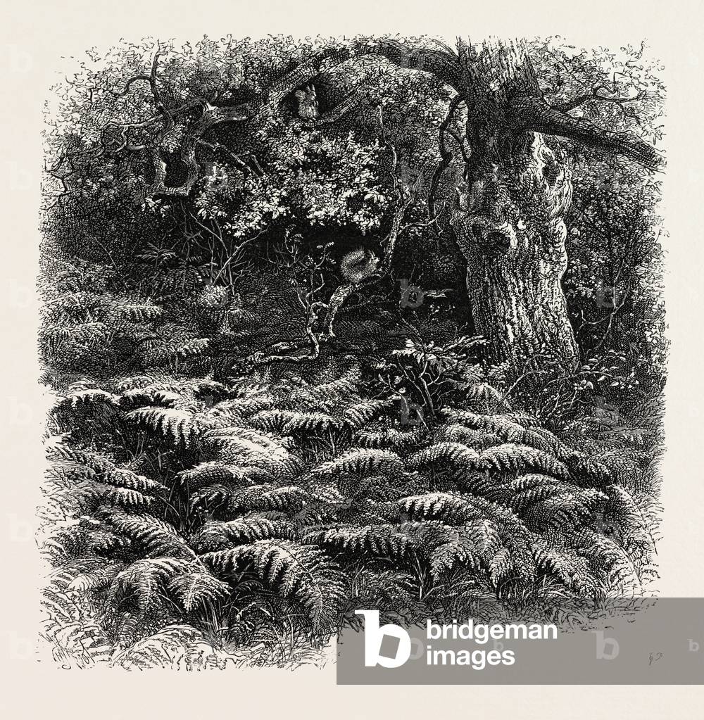 At Bas Breau, Bas-Breau, the Forest of Fontainebleau, France----, 19th Century Engraving