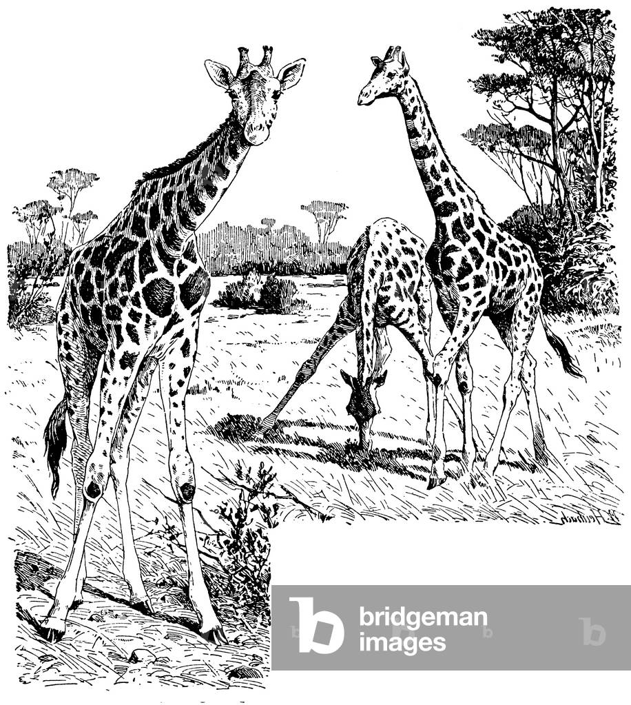 Image of Engraving depicting Giraffe, b/w