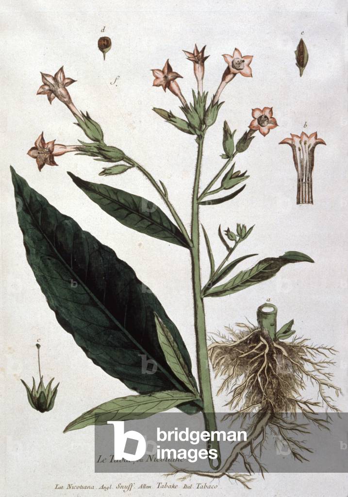 Image of Young tobacco plant, early 19th century (lithograph)